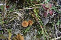 Inocybe dulcamara image