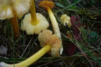 Hygrocybe persistens image