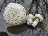 Agaricus crocodilinus image