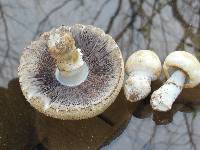 Agaricus crocodilinus image