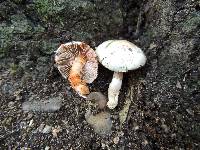 Inocybe whitei image