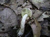 Boletus pallidus image