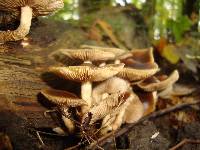 Agrocybe firma image