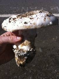 Amanita vernicoccora image