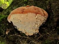 Fomitopsis spraguei image