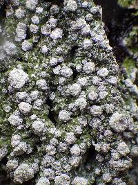 Pertusaria albescens var. albescens image