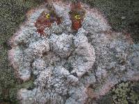 Pertusaria lactea image