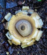 Geastrum australis image