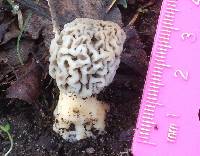 Morchella americana image