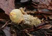 Calostoma lutescens image