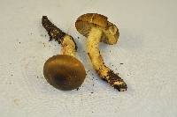 Tricholoma saponaceum image