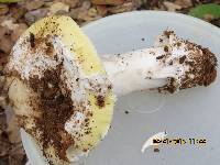 Amanita vernicoccora image