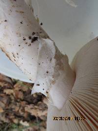 Amanita vernicoccora image