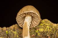 Panaeolus antillarum image