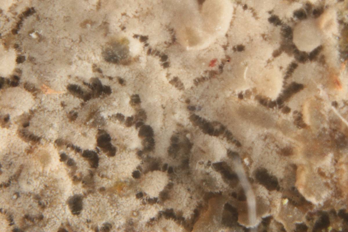 Cerinomyces crustulinus image