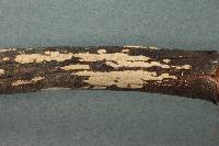 Aleurodiscus macrocystidiatus image