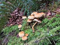 Hypholoma capnoides image