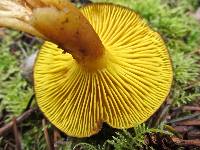 Phylloporus rhodoxanthus image