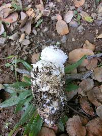 Amanita magniverrucata image