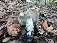 Tricholoma dryophilum image