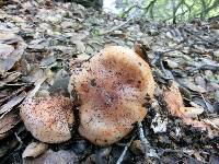 Tricholoma dryophilum image