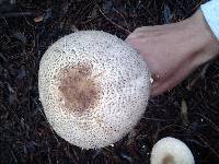 Agaricus perobscurus image