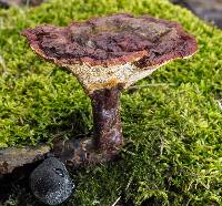 Ganoderma sessile image