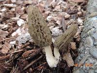 Morchella importuna image