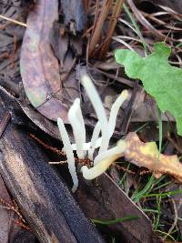 Clavaria acuta image