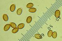 Agaricus silvicola image