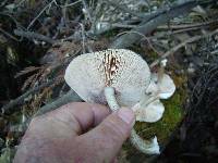 Pluteus granularis image