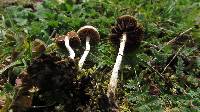 Psilocybe merdaria image