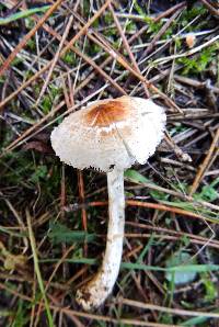 Lepiota ignivolvata image