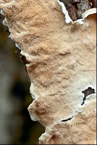 Byssomerulius corium image