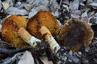 Cortinarius clandestinus image