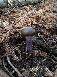 Cortinarius vanduzerensis image