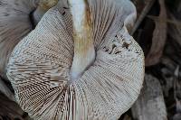 Pluteus petasatus image