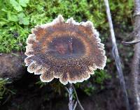 Coltricia perennis image