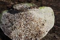 Trametes gibbosa image