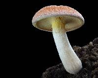 Gymnopilus purpuratus image