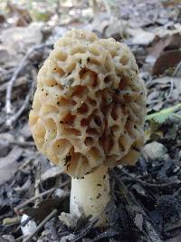 Morchella americana image