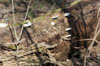 Trametes gibbosa image