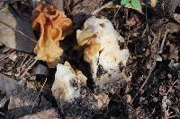 Gyromitra korfii image