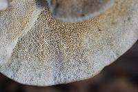 Trametes pubescens image