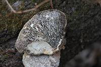 Daedalea quercina image