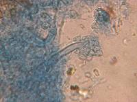 Xenasma rimicola image