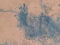 Xenasma rimicola image