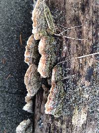 Trametes hirsuta image