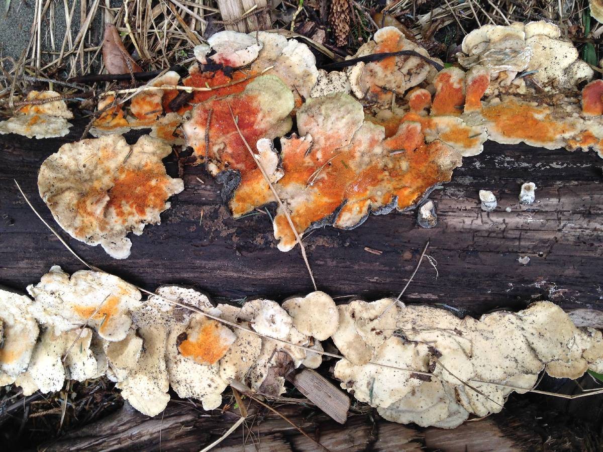 Hypomyces aurantius image