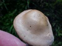 Marasmius oreades image